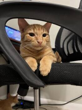 Rescue Domestic Short Hair Cats for Adoption in Liverpool, Texas - Naruto | PetCurious