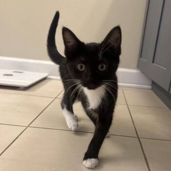 Steffi -  Domestic Short Hair Cat for Adoption in Wheeling, Illinois - Steffi | PetCurious
