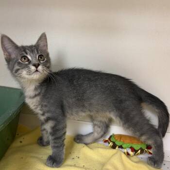Rollie Pollie -  Domestic Short Hair Cat for Adoption in Champaign, Illinois - Rollie Pollie | PetCurious