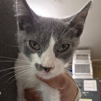 Booger -  Domestic Short Hair Cat for Adoption in Leander, Texas - Booger | PetCurious