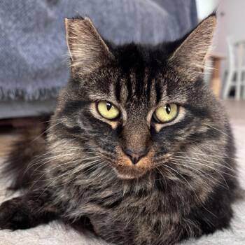 Blossom -  Domestic Short Hair Cat for Adoption in Yucca Valley, California - Blossom | PetCurious
