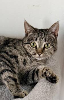POLLY -  Domestic Short Hair Cat for Adoption in Rowland Heights, California - POLLY | PetCurious