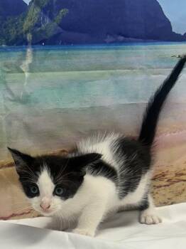 Fennel -  Domestic Short Hair Cat for Adoption in San Antonio, Texas - Fennel | PetCurious