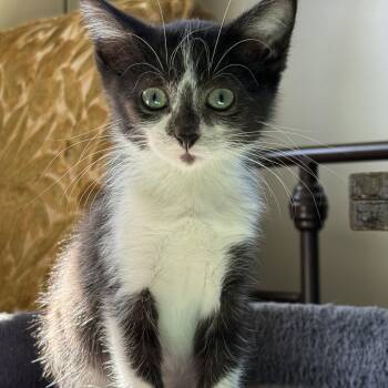 Rescue Domestic Short Hair Cats for Adoption in Manhattan, Illinois - Rosemary | PetCurious