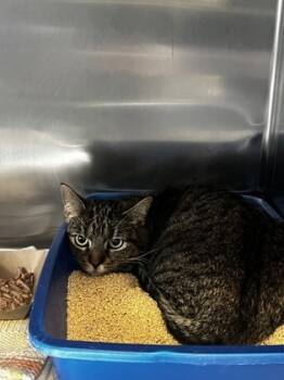 Rescue Domestic Short Hair Cats for Adoption in West Chester, Pennsylvania - Soren | PetCurious