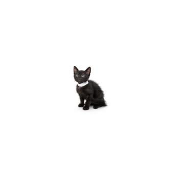 Germeowny -  Domestic Short Hair Cat for Adoption in Los Angeles, California - Germeowny | PetCurious