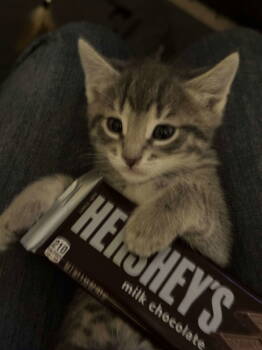 Rescue Tabby Cats for Adoption in Minneapolis, Minnesota - Hershey | PetCurious