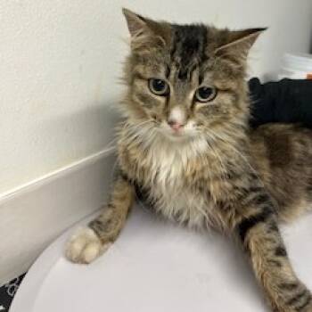 Rescue Domestic Medium Hair Cats for Adoption in St. Louis, Missouri - Butternut Squash | PetCurious