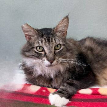 Vader -  Domestic Long Hair Cat for Adoption in State College, Pennsylvania - Vader | PetCurious