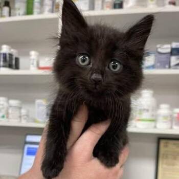 Bamm-Bamm -  Domestic Medium Hair Cat for Adoption in Huntsville, Alabama - Bamm-Bamm | PetCurious