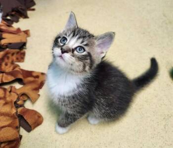Domestic Short Hair Cats Available for Adoption in Reynoldsburg, Ohio - Olivier | PetCurious