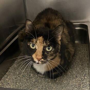 Esmerelda (Freaky) -  Domestic Short Hair Cat for Adoption in Monroe, Louisiana - Esmerelda (Freaky) | PetCurious
