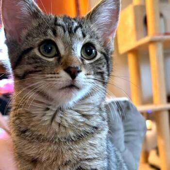 Archer -  Domestic Short Hair Cat for Adoption in Green Bay, Wisconsin - Archer | PetCurious