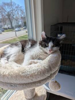 Domestic Long Hair Cats Available for Adoption in Naugatuck, Connecticut - Holstein | PetCurious