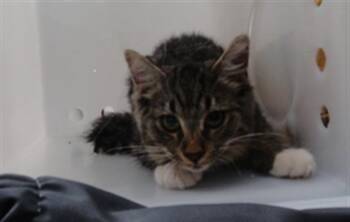BUBBBLES -  Domestic Medium Hair and Domestic Short Hair Cat for Adoption in Albuquerque, New Mexico - BUBBBLES | PetCurious