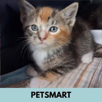 Chilli -  Domestic Short Hair Cat for Adoption in Lakewood, Colorado - Chilli | PetCurious