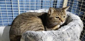 British Shorthair Cats Available for Adoption - Mushroom | PetCurious