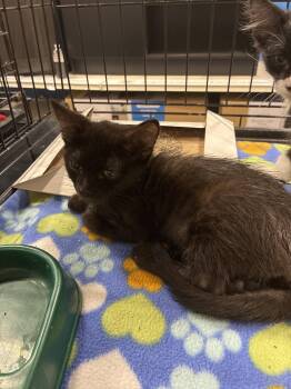 Moonbeam -  Domestic Short Hair Cat for Adoption in Plano, Texas - Moonbeam | PetCurious