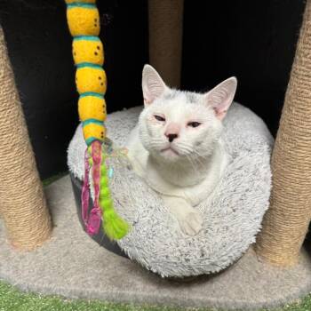 Ghost -  Domestic Short Hair Cat for Adoption in Parrish, Alabama - Ghost | PetCurious
