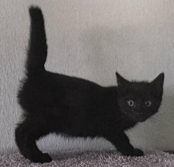 Yin -  Domestic Short Hair Cat for Adoption in Fort Madison, Iowa - Yin | PetCurious