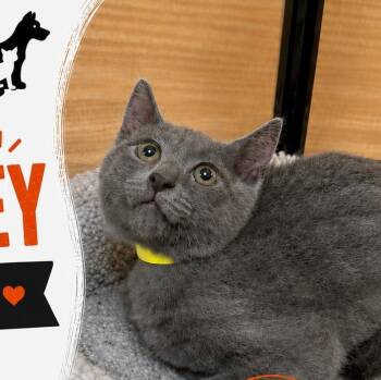 Conley -  Domestic Short Hair Cat for Adoption in Atlanta, Georgia - Conley | PetCurious