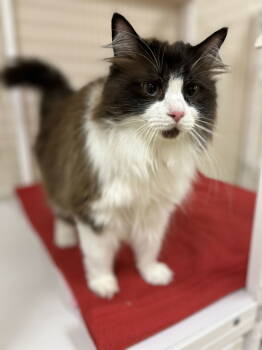 Rescue Domestic Long Hair and Maine Coon Cats for Adoption in Elgin, Illinois - MANHATTAN | PetCurious
