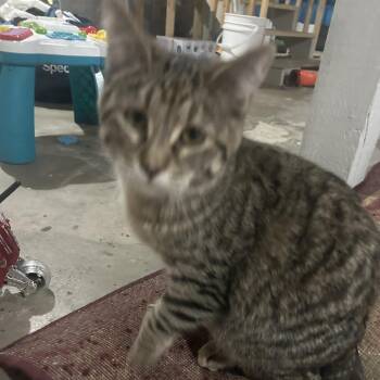 Domestic Short Hair Cats Available for Adoption - Luna | PetCurious