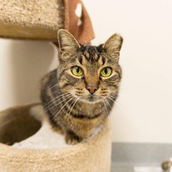 Bobbie -  Domestic Short Hair and Manx Cat for Adoption in Gainesville, Florida - Bobbie | PetCurious