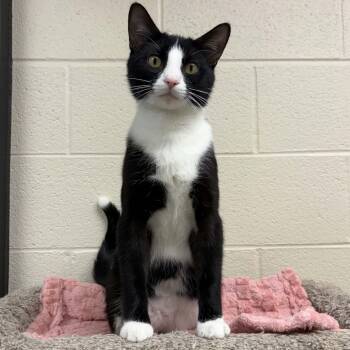 Rooster -  Domestic Short Hair Cat for Adoption in Valparaiso, Indiana - Rooster | PetCurious