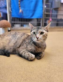 Kathy -  Domestic Short Hair Cat for Adoption in Nantucket, Massachusetts - Kathy | PetCurious