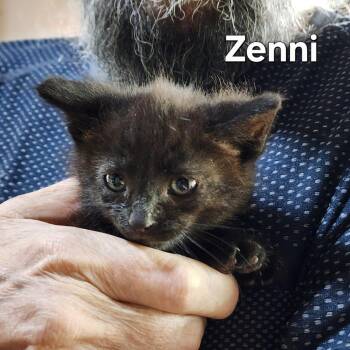 Orren (Zenni) -  Domestic Medium Hair Cat for Adoption in Lincoln, California - Orren (Zenni) | PetCurious