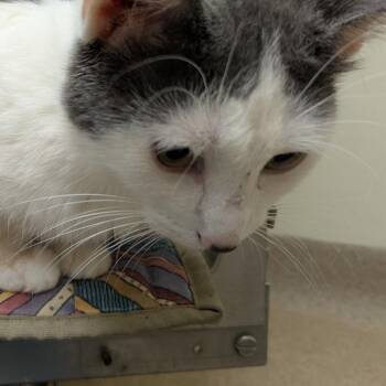 Toby -  Domestic Short Hair Cat for Adoption in Oshkosh, Wisconsin - Toby | PetCurious