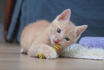 Dickory -  Tabby Cat for Adoption in Knoxville, Tennessee - Dickory | PetCurious