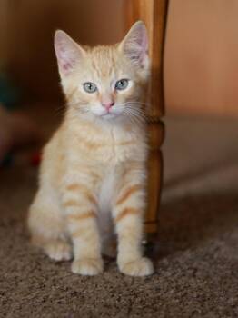 Heathcliff -  Tabby and Domestic Short Hair Cat for Adoption in Skyline, Minnesota - Heathcliff | PetCurious