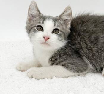 Oven (NO Tail) -  Manx and Domestic Short Hair Cat for Adoption in Bowling Green, Kentucky - Oven (NO Tail) | PetCurious