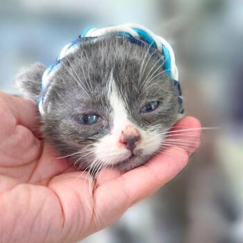 Whisk -  Domestic Short Hair Cat for Adoption in Chapel Hill, North Carolina - Whisk | PetCurious