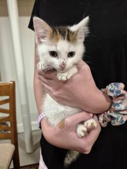 Lacey -  Domestic Short Hair Cat for Adoption in Boiling Springs, Pennsylvania - Lacey | PetCurious