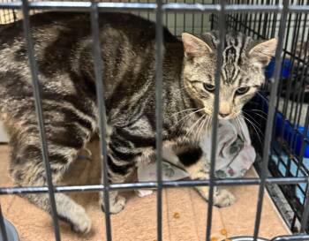 Hutch -  Domestic Short Hair Cat for Adoption in Saint Clairsville, Ohio - Hutch | PetCurious