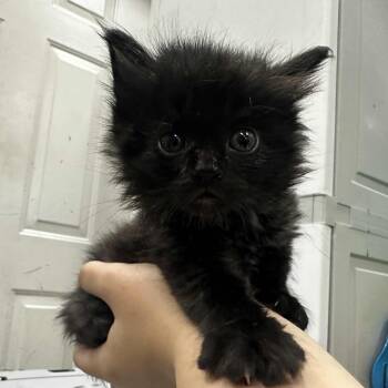 Rescue Domestic Medium Hair Cats for Adoption in Pasadena, Maryland - Spud | PetCurious