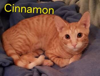 Cinnamon -  Domestic Short Hair Cat for Adoption in Longwood, Florida - Cinnamon | PetCurious