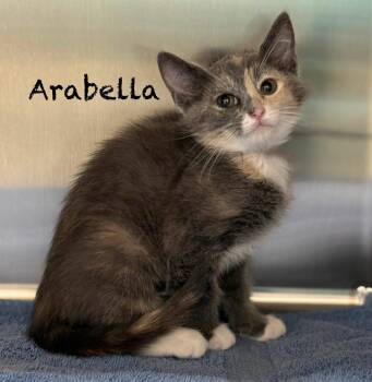 Domestic Short Hair Cats Available for Adoption in Pawleys Island, South Carolina - Arabella | PetCurious