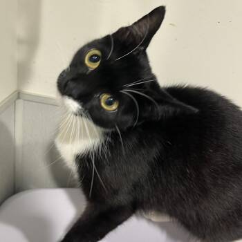 Amaya -  Domestic Short Hair Cat for Adoption in Tampa, Florida - Amaya | PetCurious