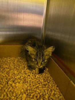 Colette -  Domestic Medium Hair Cat for Adoption in Jackson, Tennessee - Colette | PetCurious