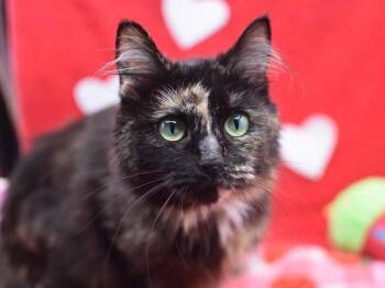 Domestic Medium Hair Cats Available for Adoption - Ivy | PetCurious