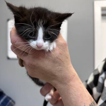 Moo -  Domestic Short Hair Cat for Adoption in Dyersburg, Tennessee - Moo | PetCurious