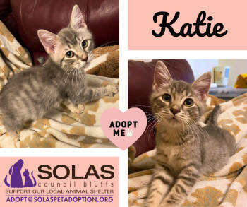 Rescue Domestic Short Hair Cats for Adoption in Council Bluffs, Iowa - Katie -- (k&b) | PetCurious