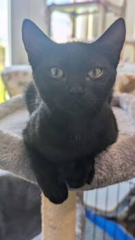 Harley -  Domestic Short Hair Cat for Adoption in Sparta, Wisconsin - Harley | PetCurious