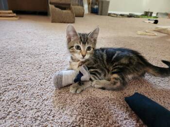 Domestic Short Hair Cats Available for Adoption in Wheaton, Illinois - Angel Food Cake | PetCurious