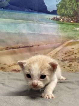 Bacon -  Domestic Short Hair Cat for Adoption in San Antonio, Texas - Bacon | PetCurious
