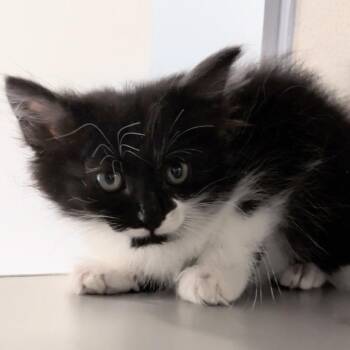 Starfish -  Domestic Short Hair Cat for Adoption in Reno, Nevada - Starfish | PetCurious